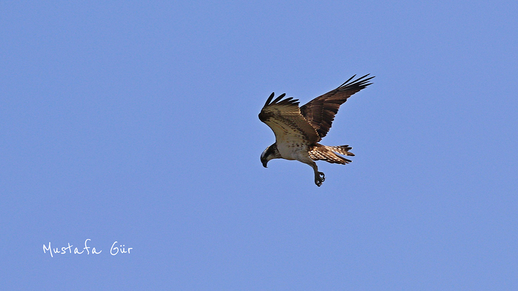 Osprey