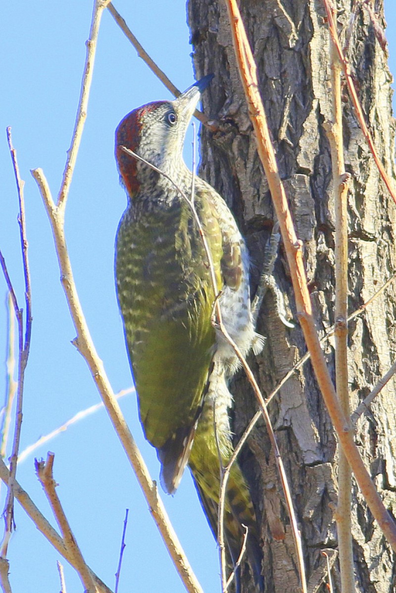European Green Woodpecker