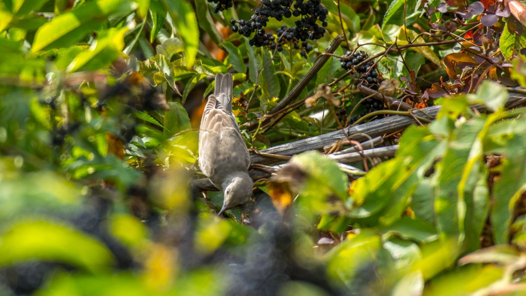 Barred Warbler