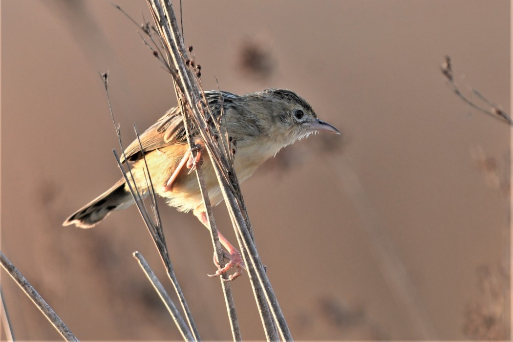 Zitting Cisticola