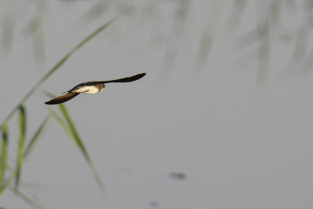 Sand Martin