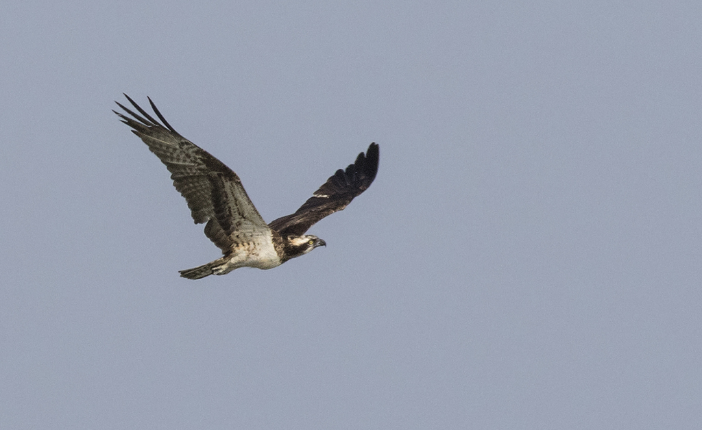 Osprey