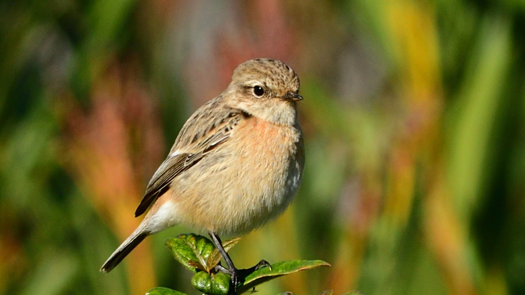 Eurasian Skylark