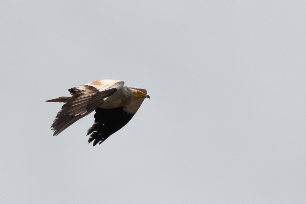 Egyptian Vulture