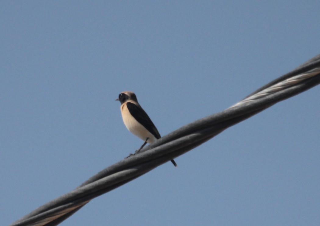 Black-eared Wheatear