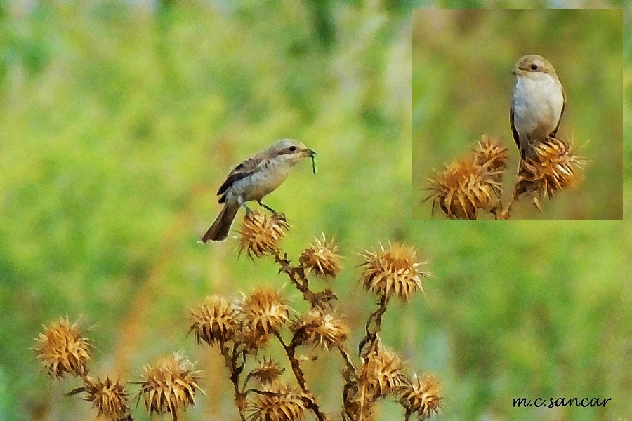 Red-backed Shrike