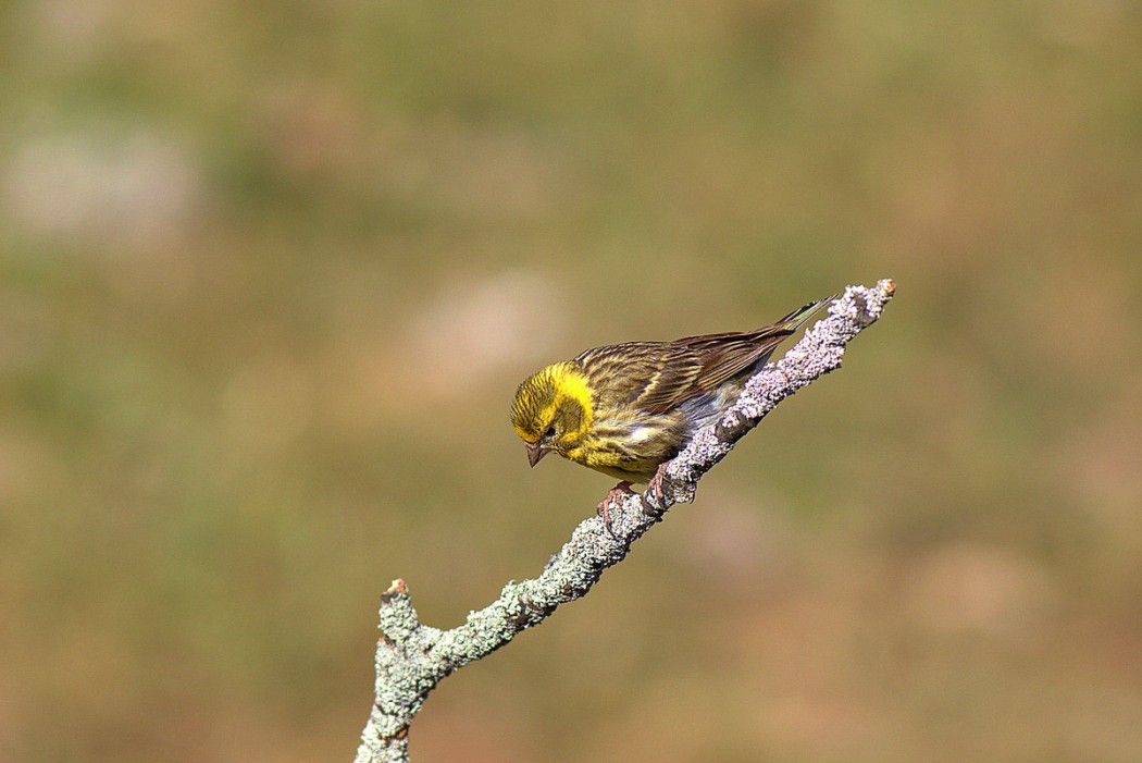 European Serin