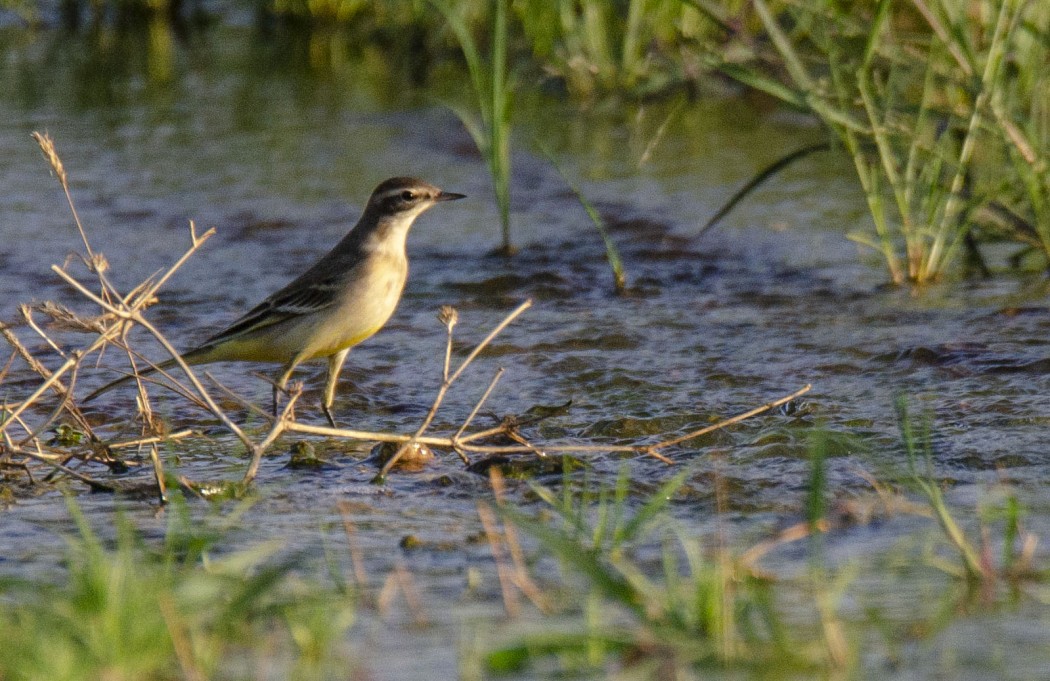 Western Yellow Wagtail