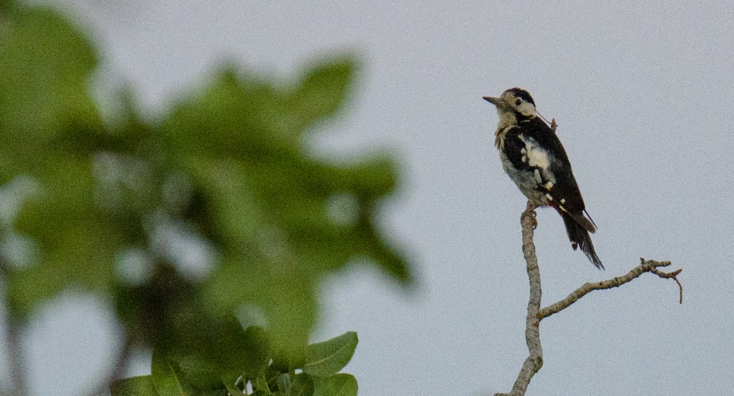Syrian Woodpecker