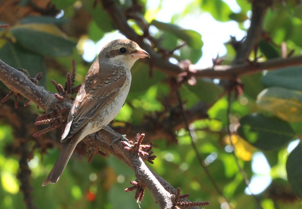 Red-backed Shrike