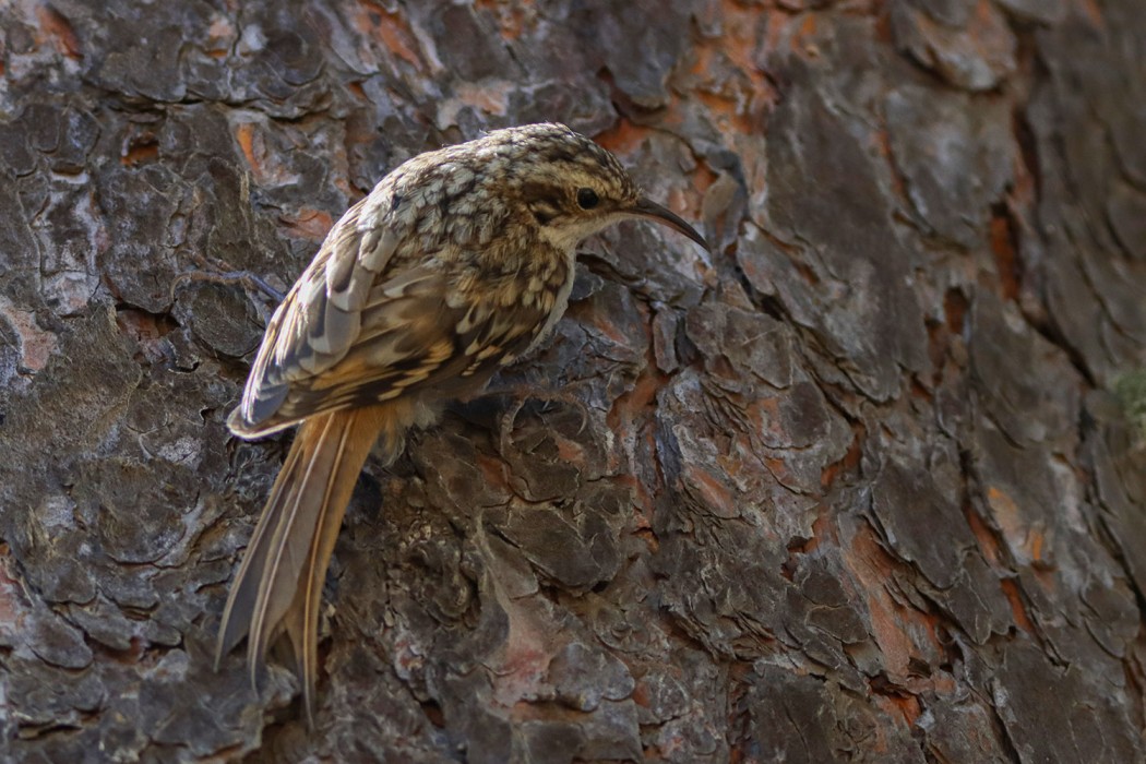 Short-toed Treecreeper