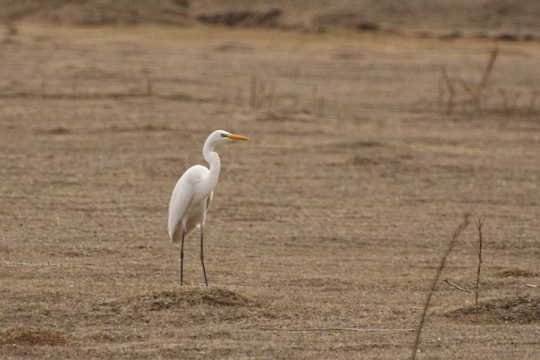 Great Egret