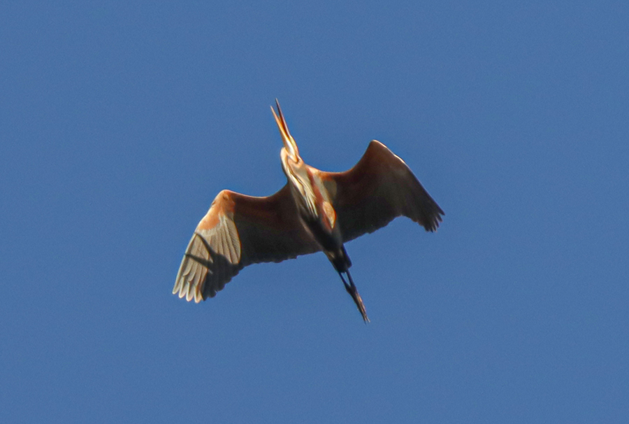 Purple Heron