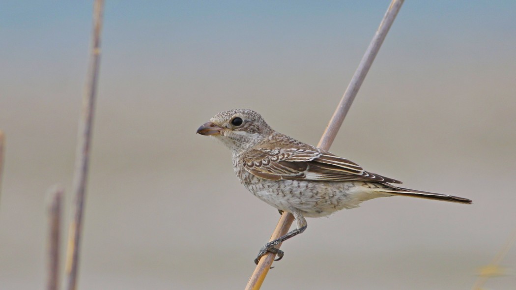 Woodchat Shrike