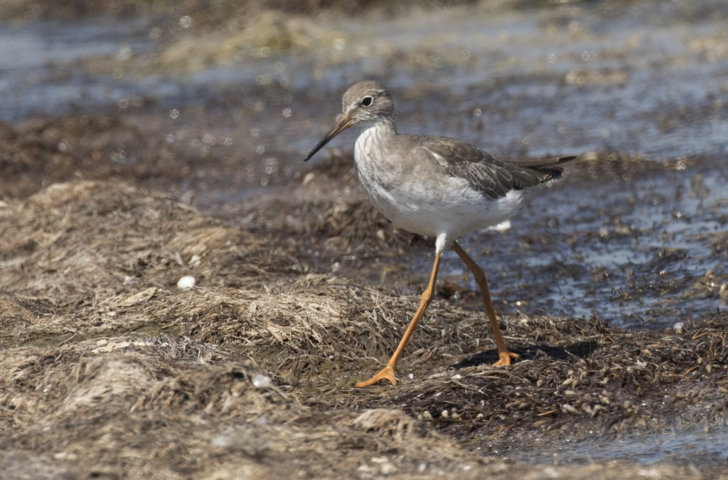 Common Redshank