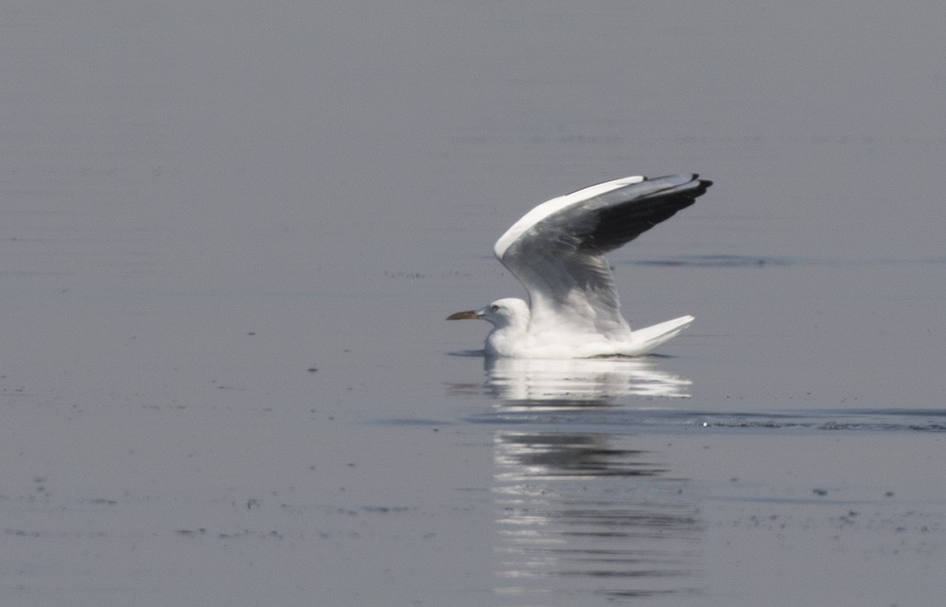 Slender-billed Gull