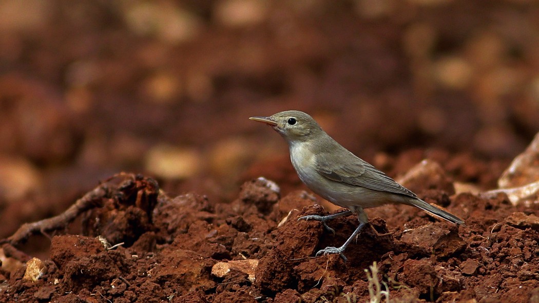 Eastern Olivaceous Warbler