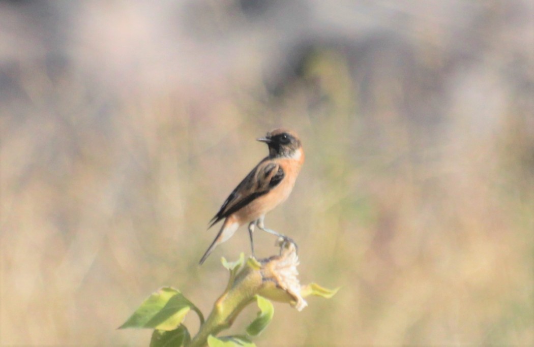 European Stonechat