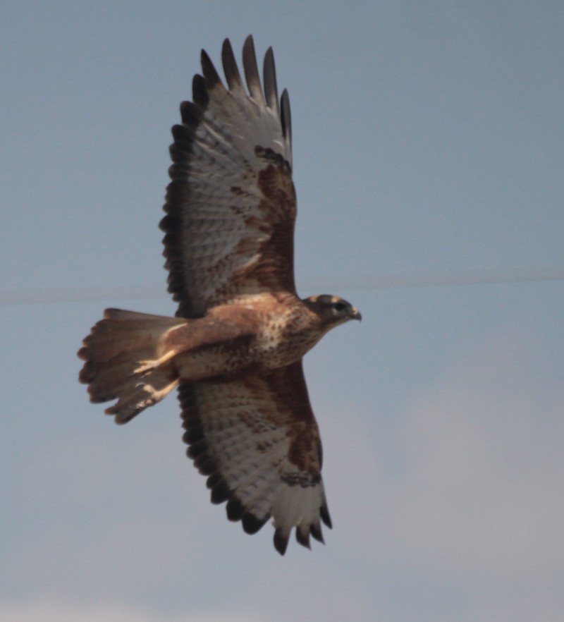 Common Buzzard
