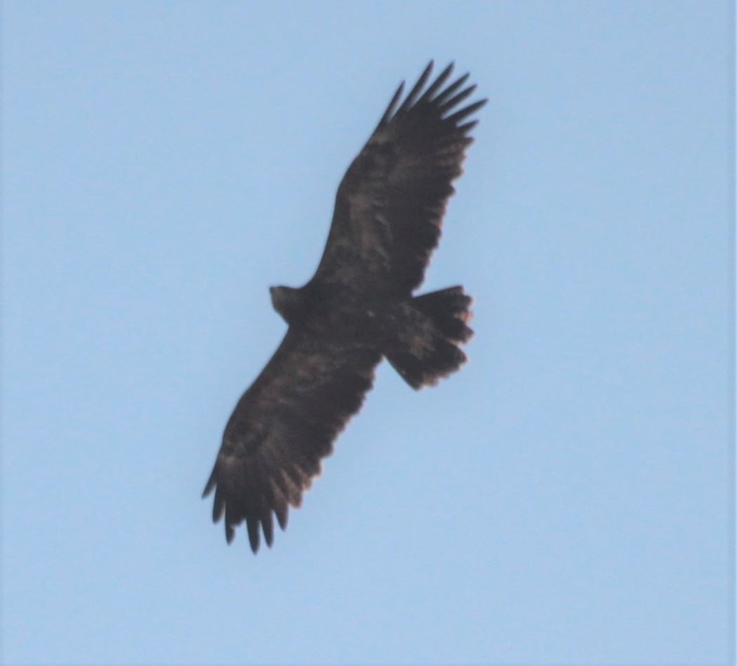 Lesser Spotted Eagle