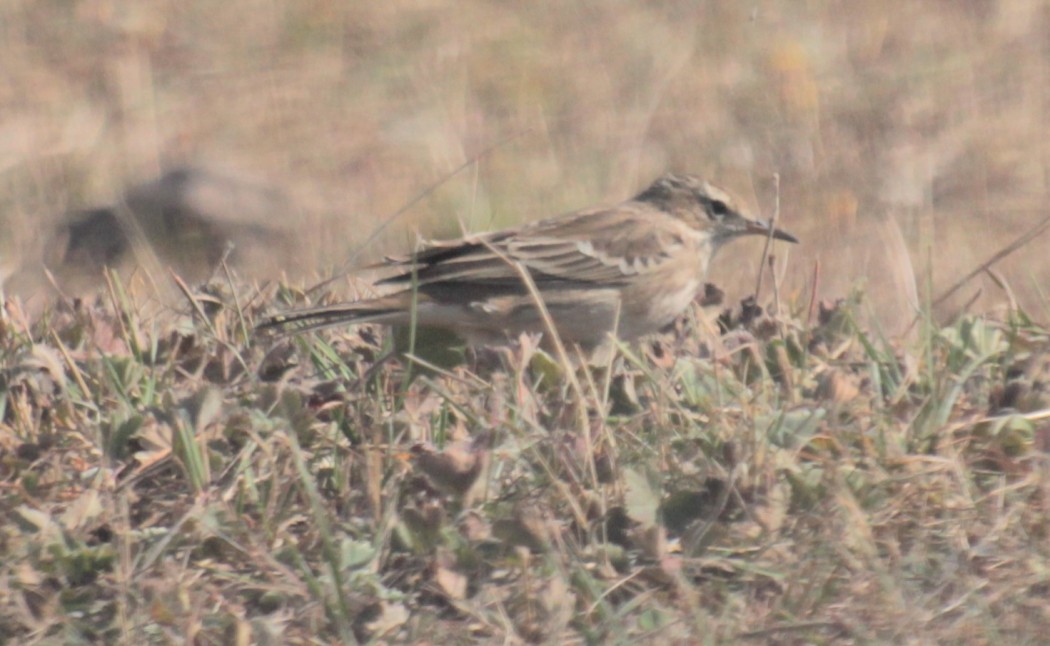 Tawny Pipit