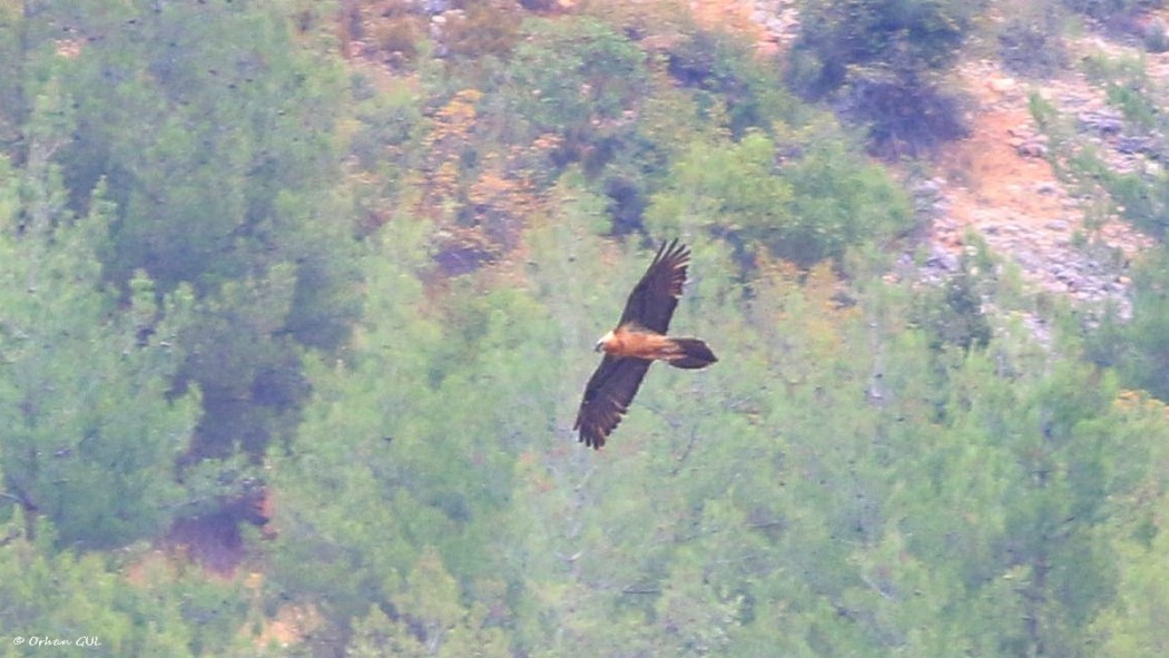 Bearded Vulture