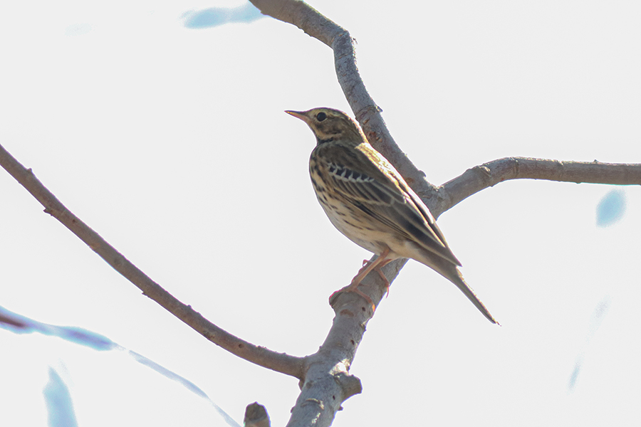 Tree Pipit