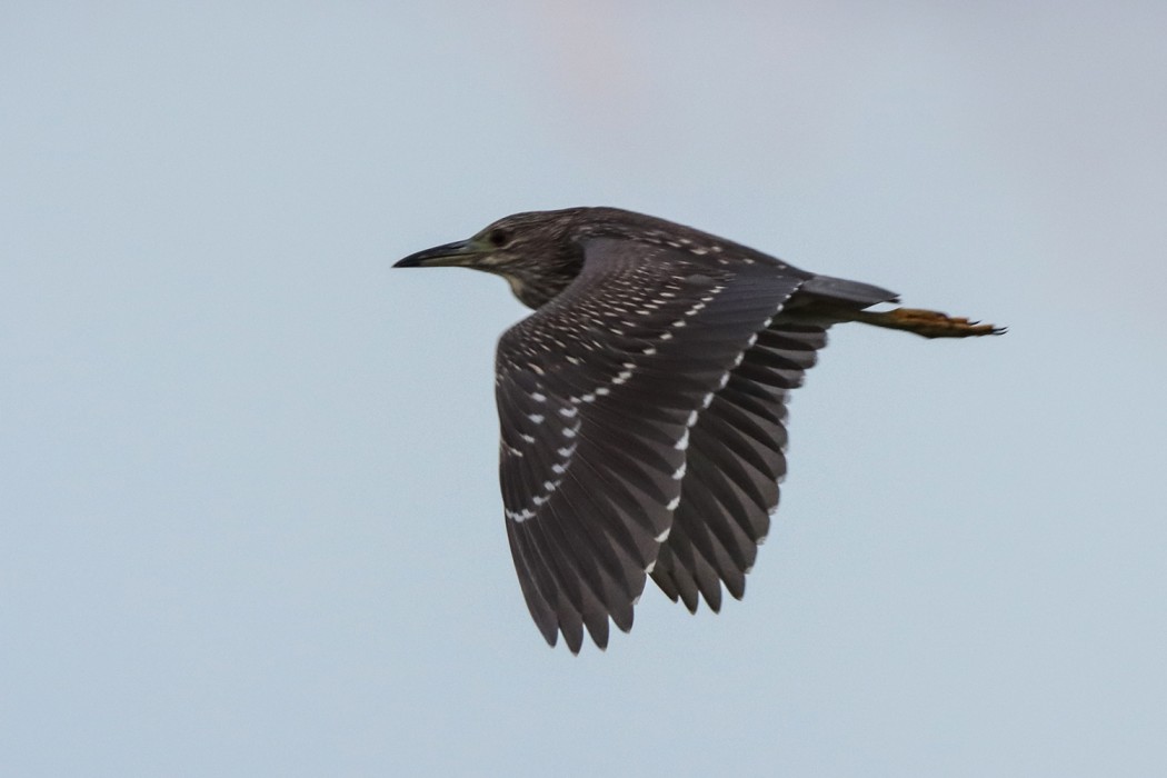 Black-crowned Night Heron