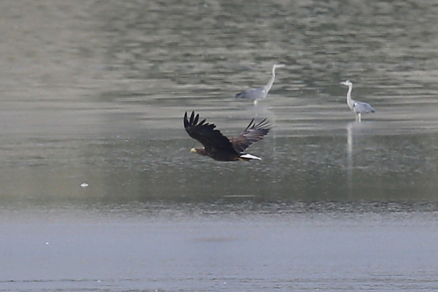 White-tailed Eagle