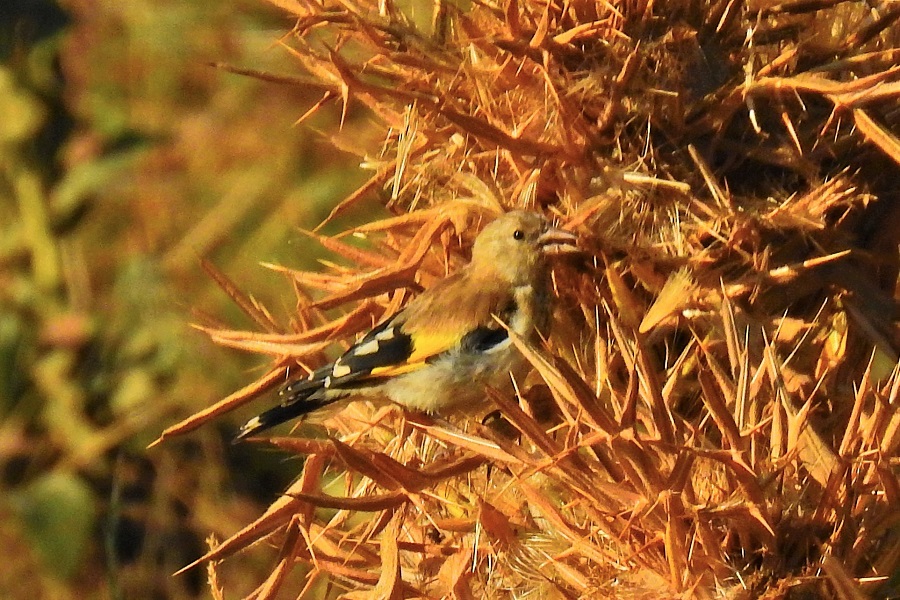 European Goldfinch