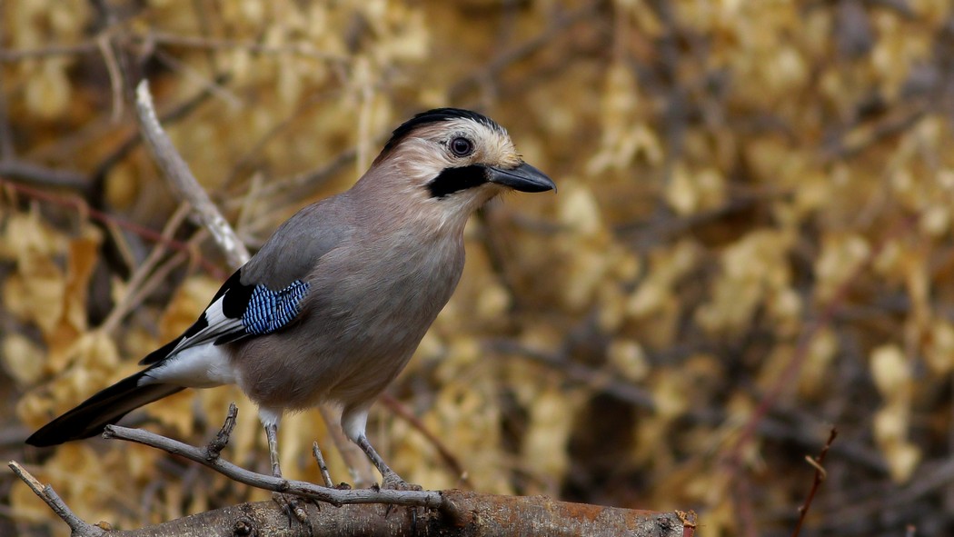 Eurasian Jay