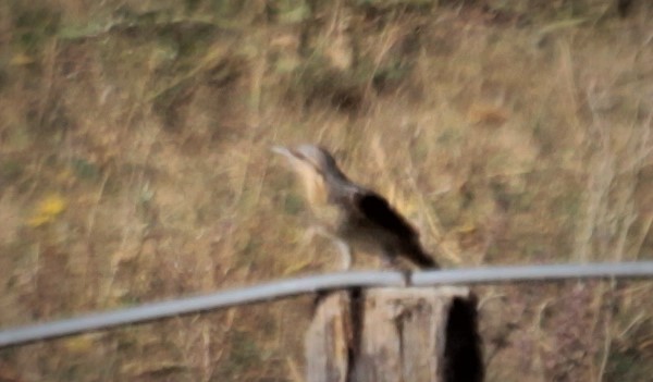 Eurasian Wryneck