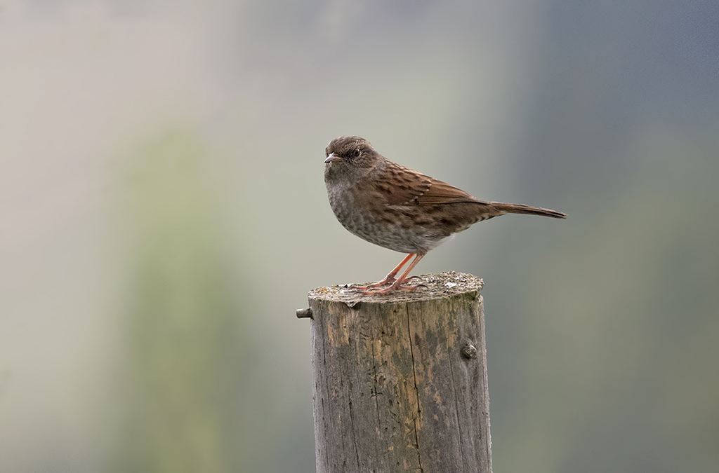Dunnock