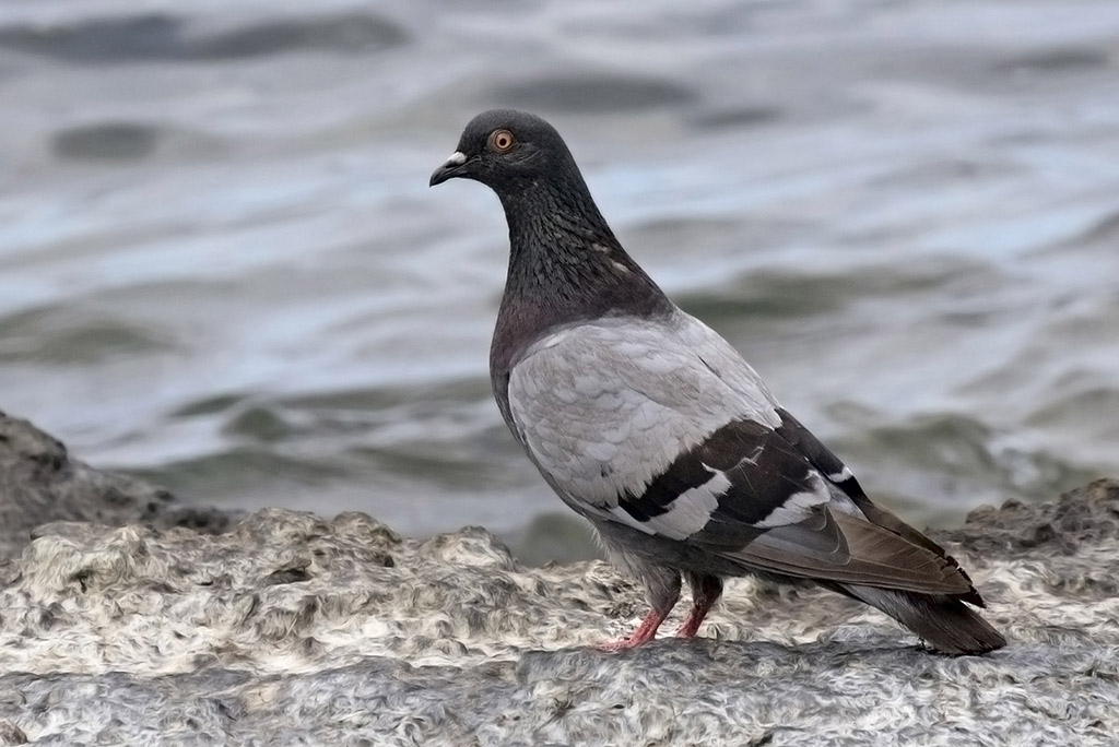 Rock Dove