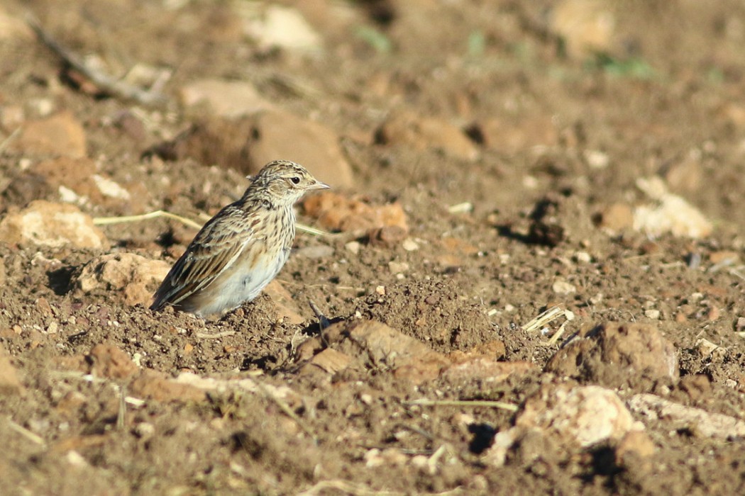 Eurasian Skylark