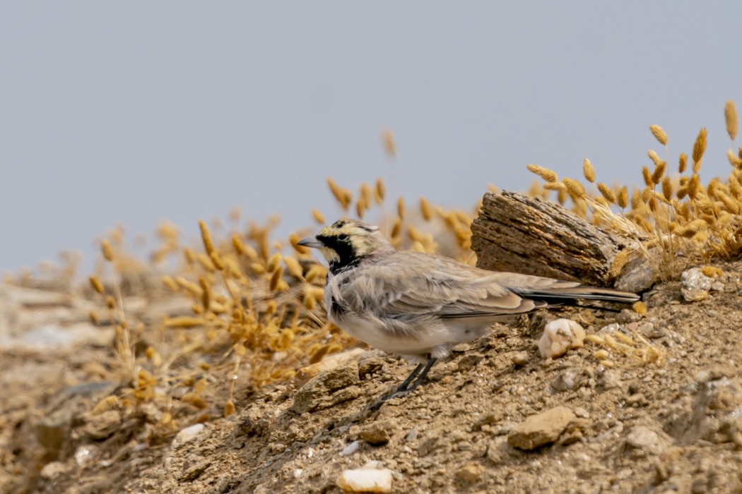 Horned Lark