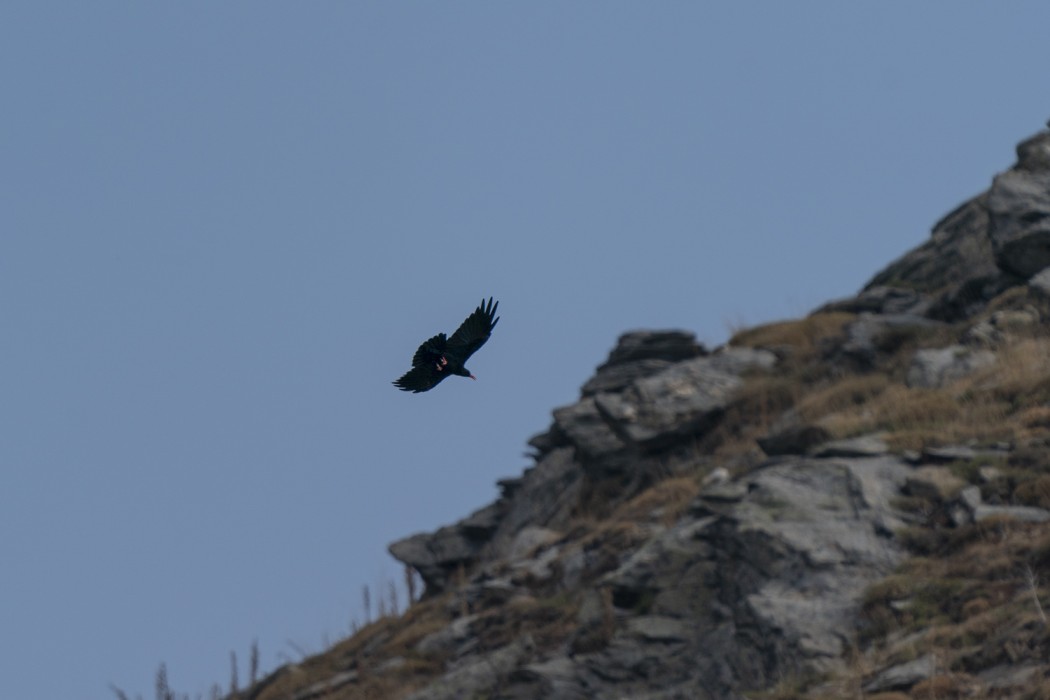 Red-billed Chough