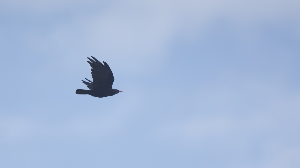 Red-billed Chough