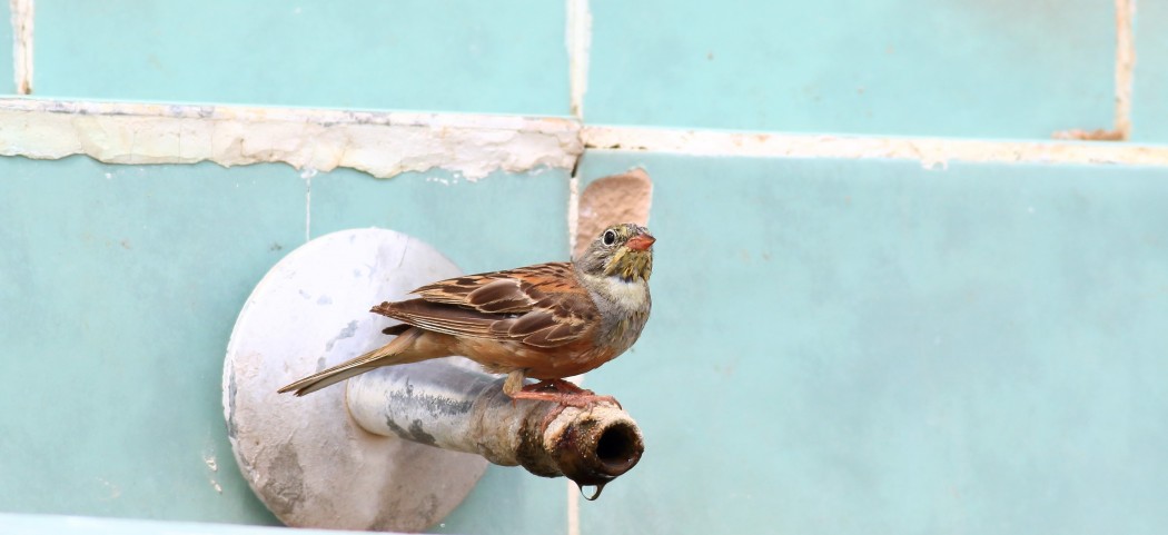 Ortolan Bunting