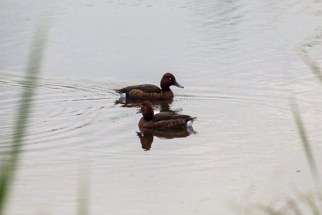Ferruginous Duck