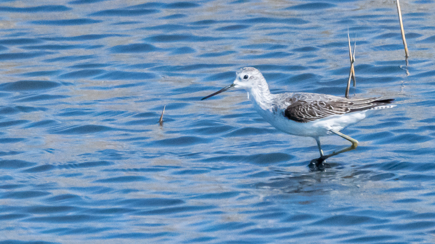 Marsh Sandpiper