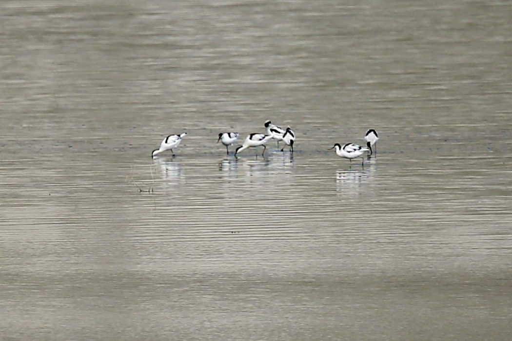 Pied Avocet