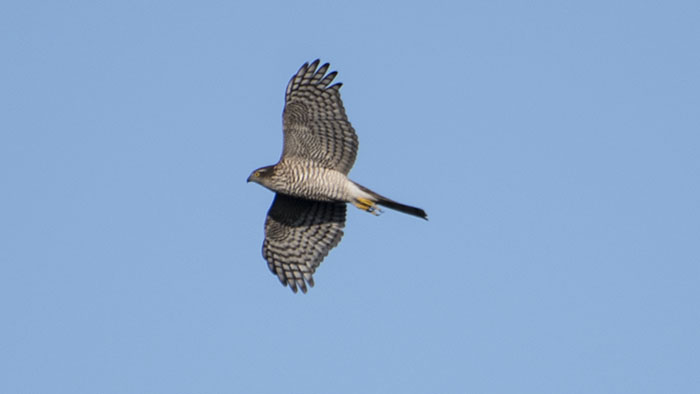 Northern Goshawk