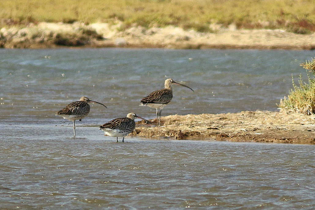 Eurasian Curlew