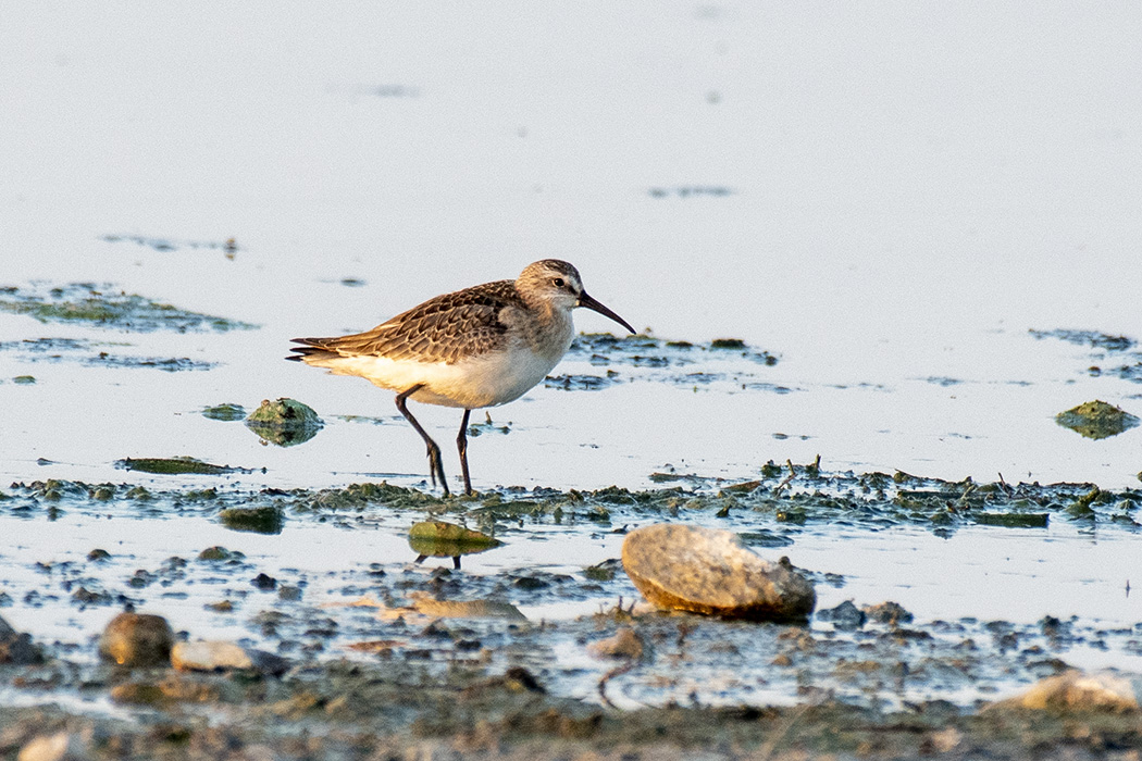 Curlew Sandpiper