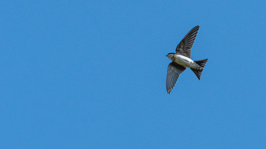Western House Martin