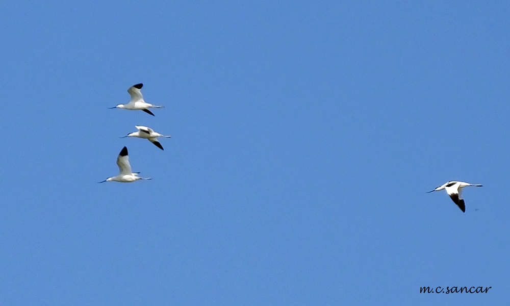Pied Avocet