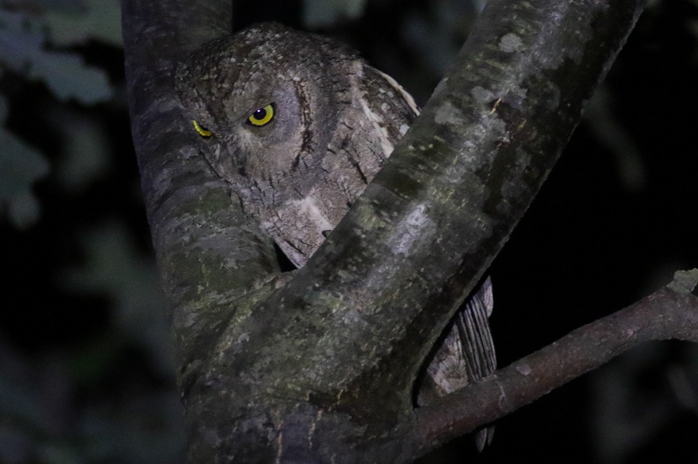 Eurasian Scops Owl