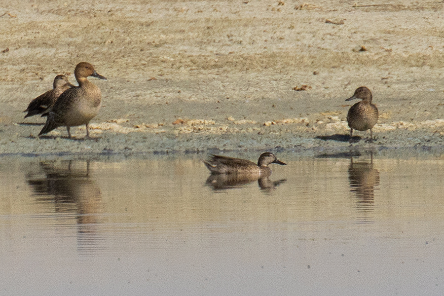 Northern Pintail