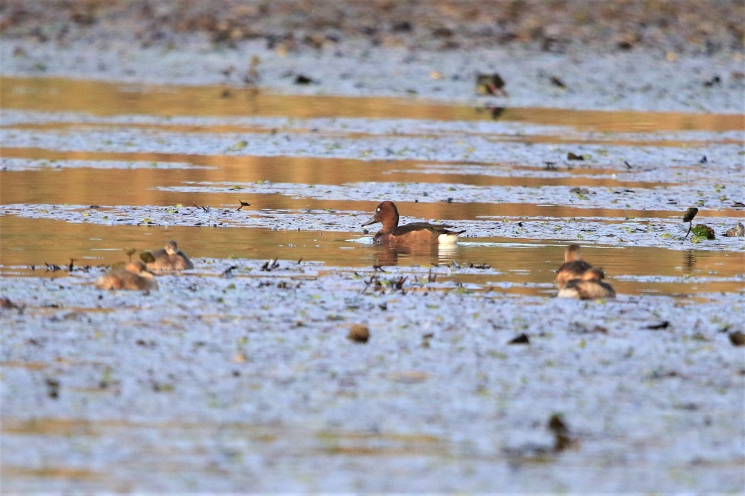Ferruginous Duck
